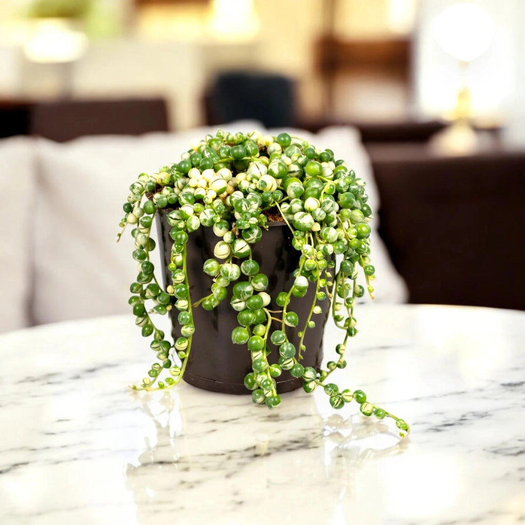 Gardenaria Senecio rowleyanus 'Variegatus' - Pianta da interno ornamentale Altezza: 15 cm (vaso 12)