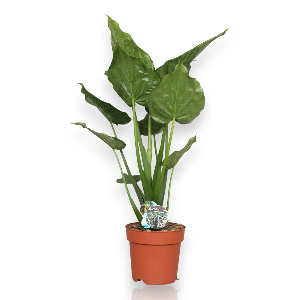 Gardenaria Alocasia cucullata - Pianta da interno ornamentale Altezza: 70 cm (vaso 19)