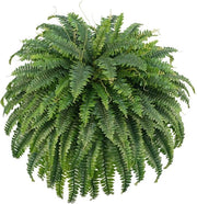 Pianta di Finto Eucalipto Boston Alta Qualità per Esterno, Pianta Finta di Eucalipto 132cm Simile a Eucalipto Reale, Pianta di Finto Eucalipto con 98 Foglie per Ambiente Interno e Esterno, Decorazione per Casa, Giardino, Tavolo.
