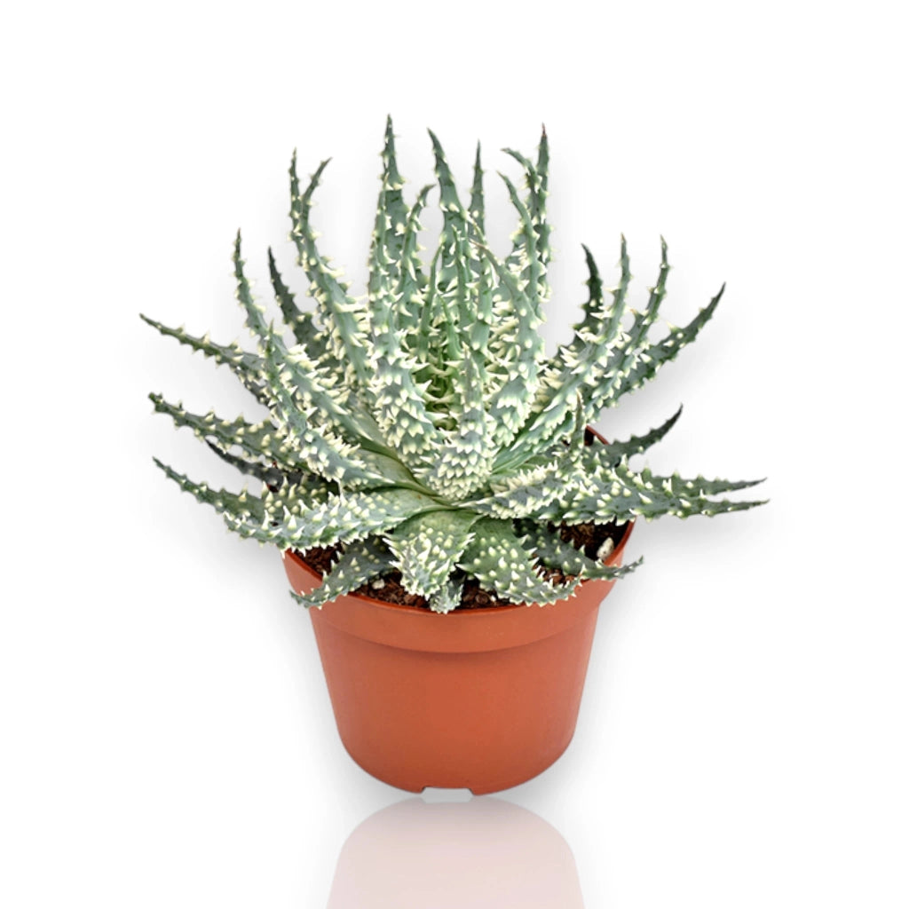 Gardenaria Aloe humilis 'Safari Mara' - Pianta da interno ornamentale Altezza: 15 cm (vaso 10)