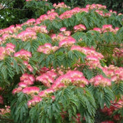 Pianta di ALBIZIA JULIBRIBRISSIN TROPICAL DREAM ® albero della seta FOTO REALE