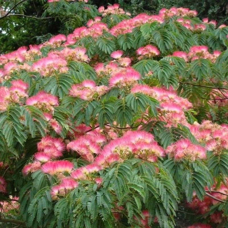 Pianta di ALBIZIA JULIBRIBRISSIN TROPICAL DREAM ® albero della seta FOTO REALE