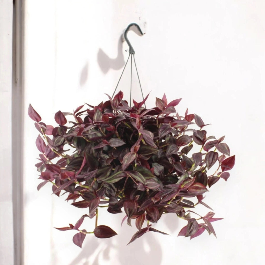 Gardenaria Tradescantia 'Jewel Red' - Pianta da interno ornamentale Altezza: 25 cm (vaso 17)