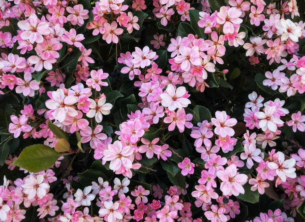 RHAPHIOLEPIS SPRINGTIME ROSA VASO 18