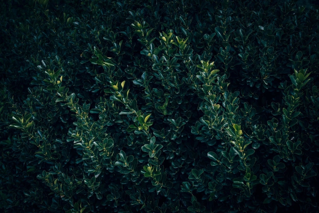 EUONYMUS AUREA (EVONIMO) VASO 24