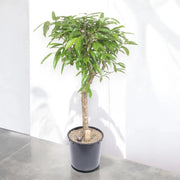 Gardenaria Ficus binnendijkii 'Amstel king' - Pianta da interno ornamentale Altezza: 130 cm (vaso 30)
