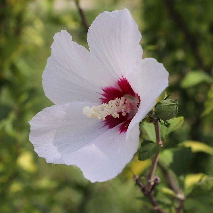 Gardenaria Ibisco - Hibiscus syriacus 'Red heart' - Arbusto ornamentale da giardino Altezza: 100/120 cm (vaso20)