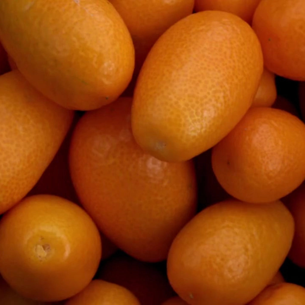 Gardenaria Kumquat - Fortunella margarita - Pianta di agrume da frutto in vaso Altezza: 65/70 cm (vaso19)