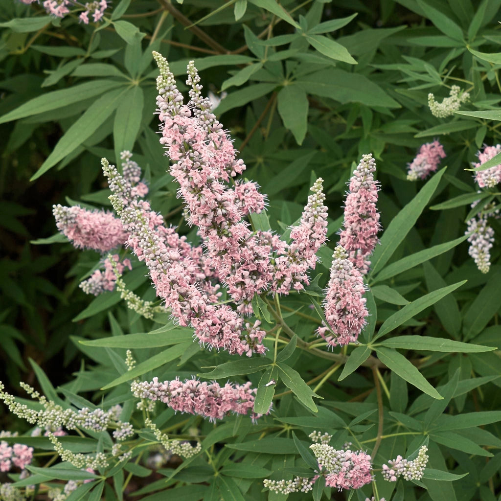 Gardenaria Vitex 'Pink Pinnacle' - Arbusto ornamentale da giardino Altezza: 40/50 cm (vaso18)