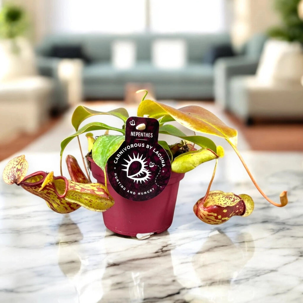 Gardenaria Nepenthes 'Gaya' - Pianta da interno ornamentale Altezza: 17 cm (vaso 12)