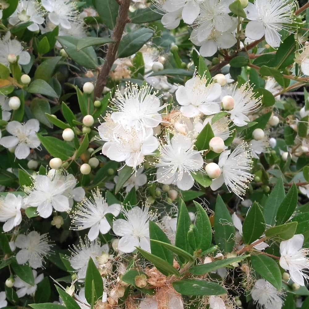 Pianta di MIRTO COMMUNIS Bacche nere fiore profumato VASO 16/18 CM FOTO REALE