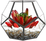 Vaso per piante in vetro geometrico per piante grasse e decorazione