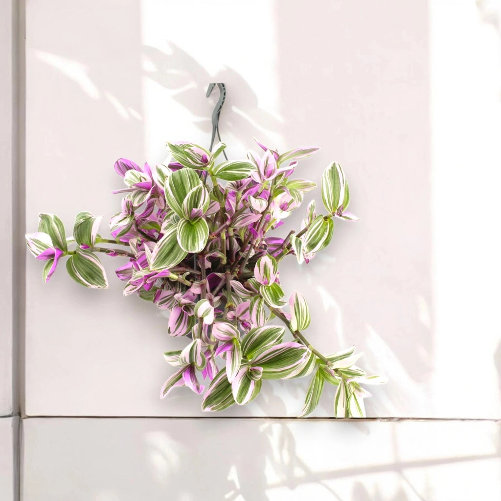 Gardenaria Tradescantia cerinthoides 'Nanouk' - Pianta da interno ornamentale Altezza: 25 cm (vaso 15)