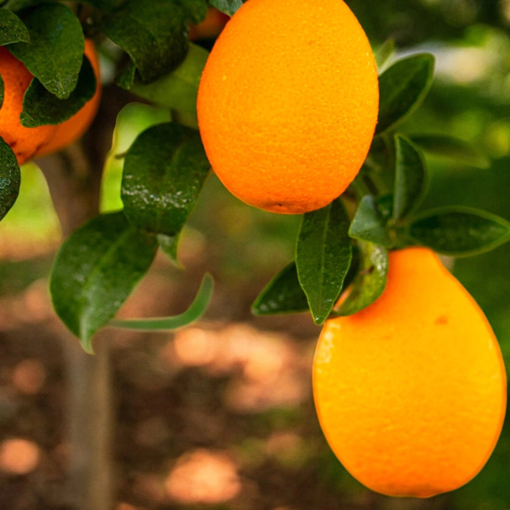 Gardenaria Kucle - Citrus japonica × Fortunella - Pianta di agrume da frutto in vaso Altezza: 70/80 cm (vaso 22)