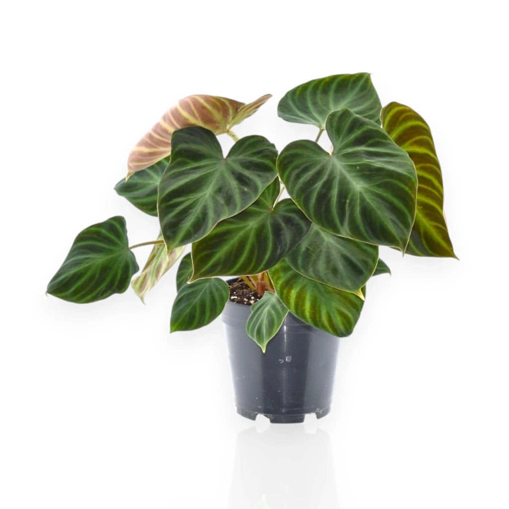 Gardenaria Philodendron verrucosum - Pianta da interno ornamentale Altezza: 45 cm (vaso 17)