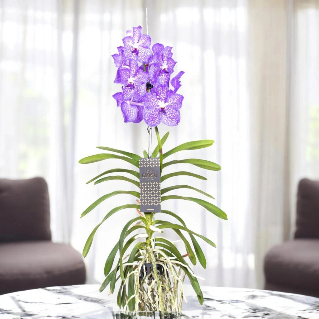 Gardenaria Vanda 'Light Blue' - Pianta da interno ornamentale Altezza: 80 cm (vaso 15)
