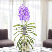Gardenaria Vanda 'Light Blue' - Pianta da interno ornamentale Altezza: 80 cm (vaso 15)