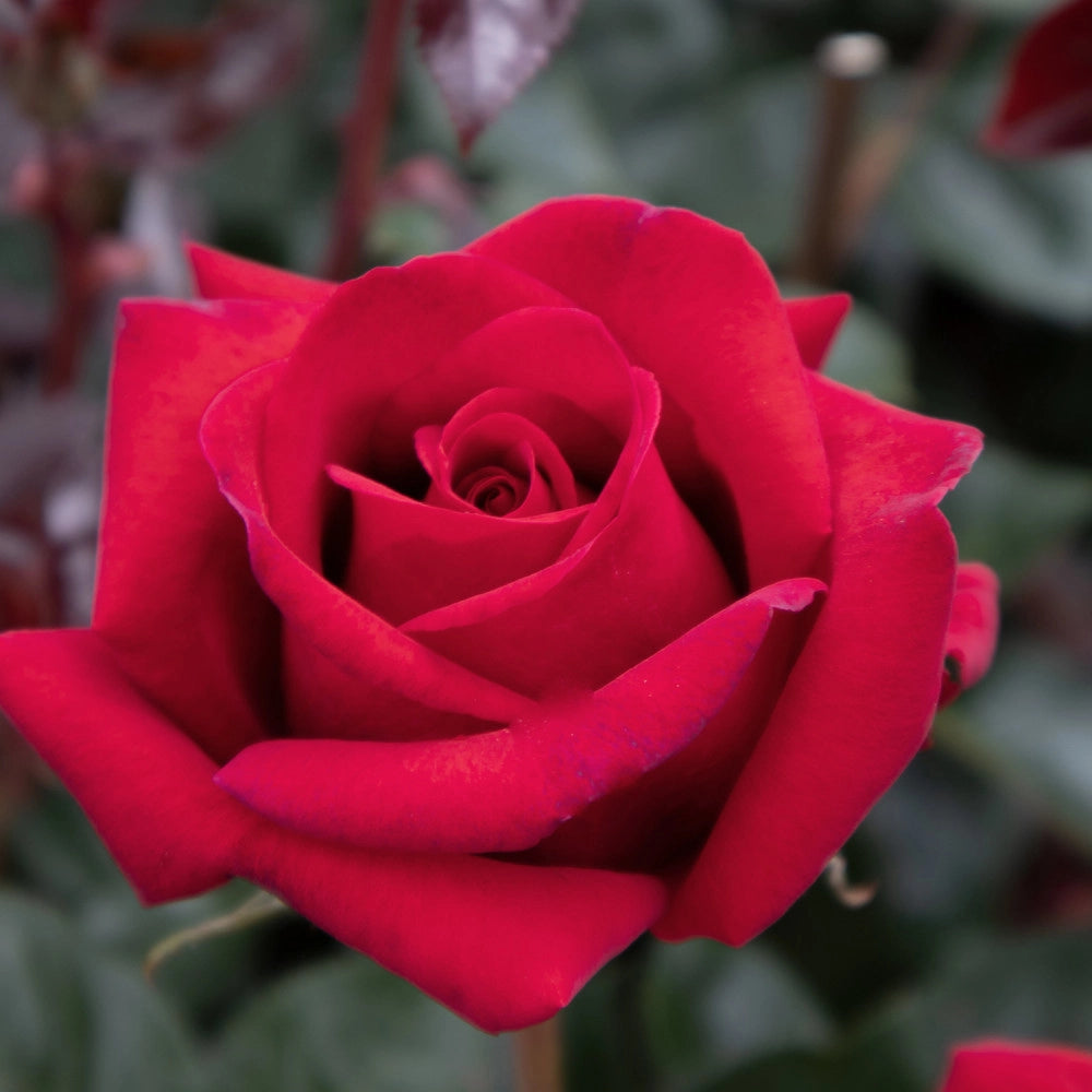 Rosa VELVET ALIBI ® - Pianta di fiore fiori Foto Reali