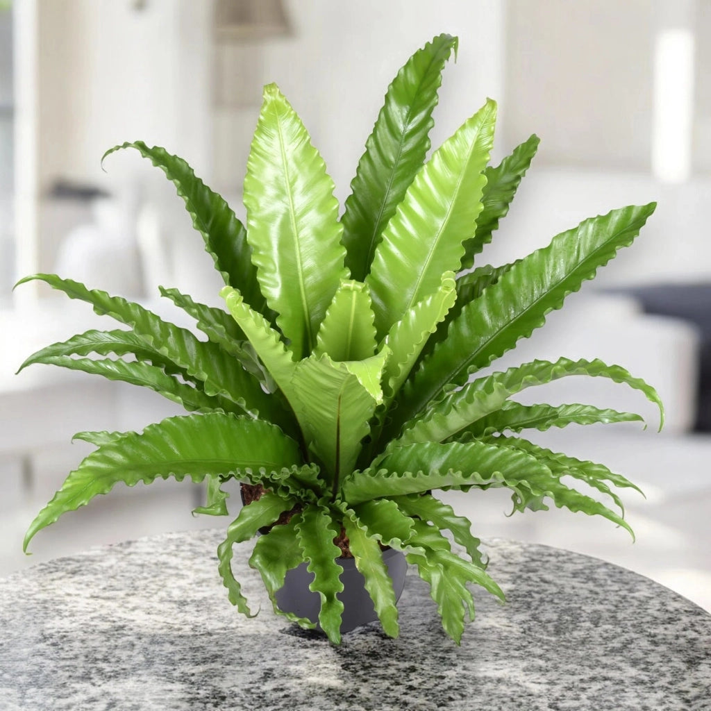 Gardenaria Asplenium antiquum 'Osaka' - Pianta da interno ornamentale Altezza: 25 cm (vaso 12)