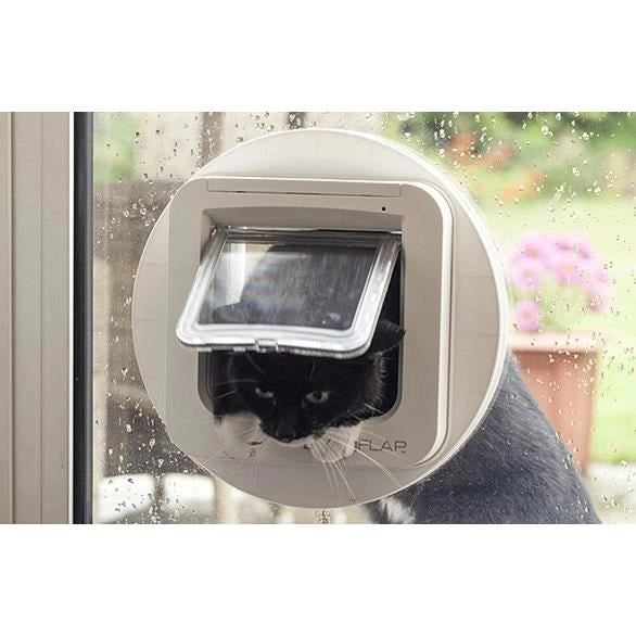 lembo Microchip cat