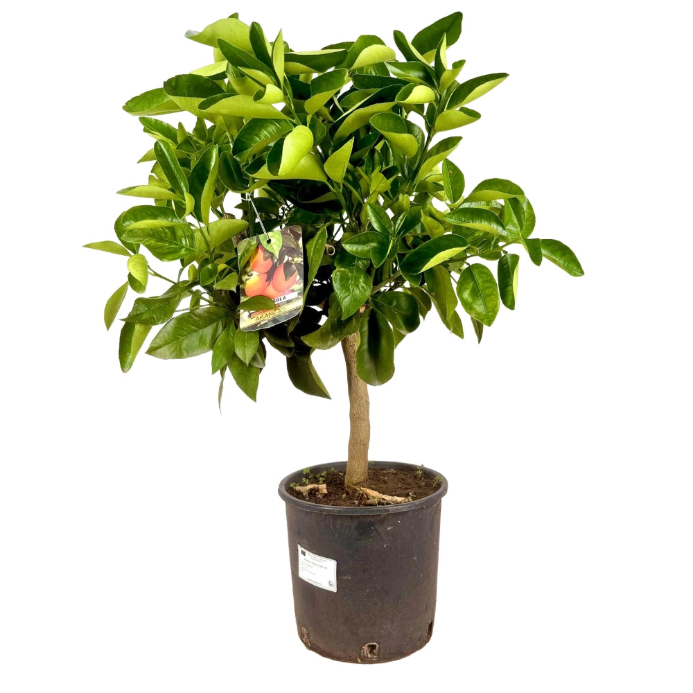 Arancio Fragola frutto interno rosso in vaso 20 cm AMDGarden