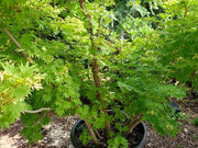 ACER SHIRASAWANUM VASO 19 Acero Giapponese Ornamentale