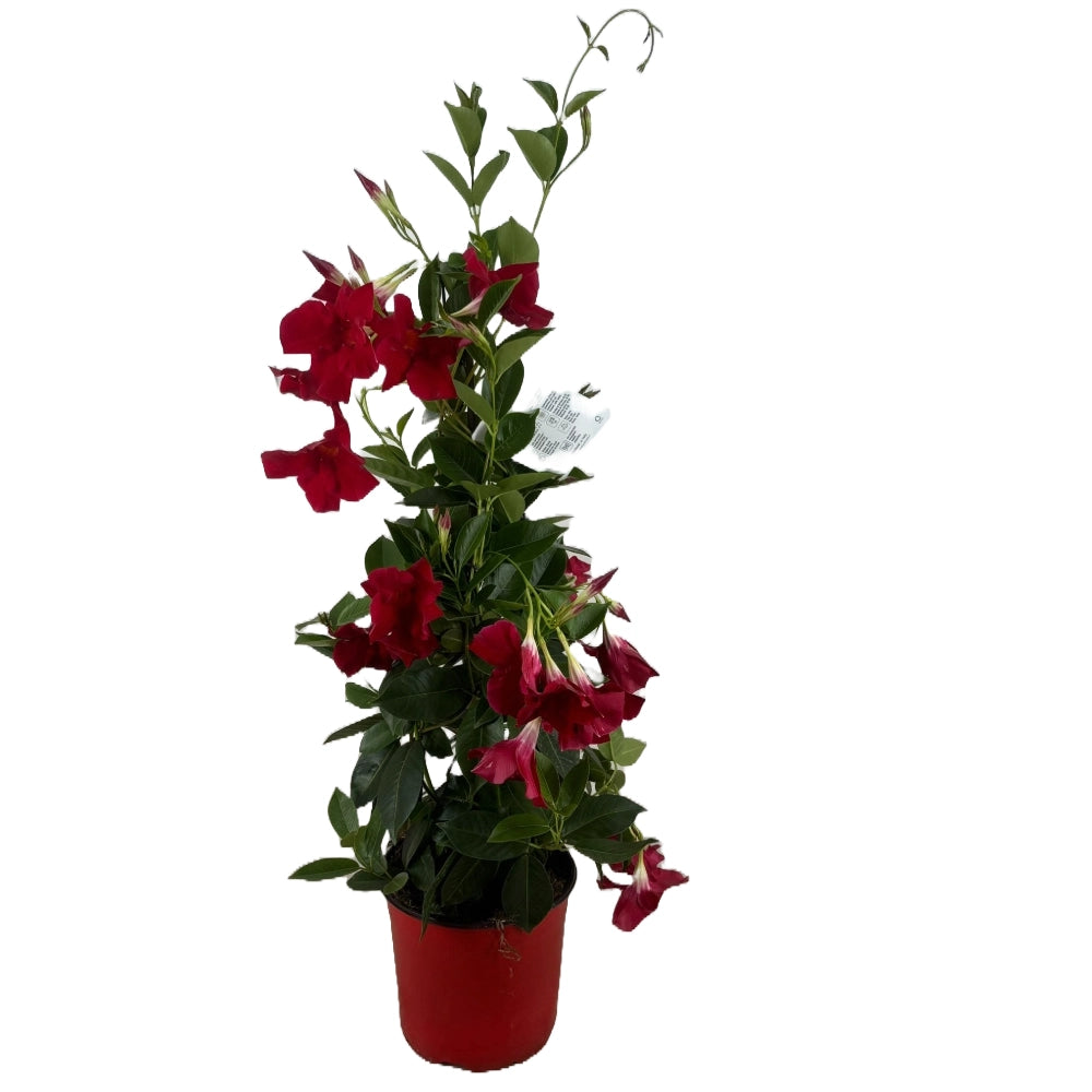 Dipladenia piramide Fiore Rosso h 80 cm in vaso 19 cm AMDGarden