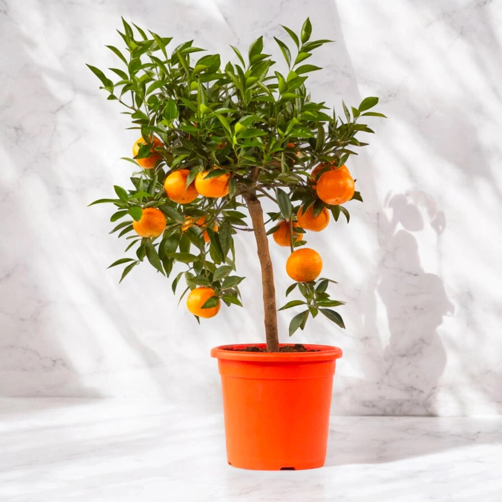Gardenaria Mandarino - Citrus reticulata - Pianta di agrume da frutto in vaso Altezza: 125/140 cm (vaso26)
