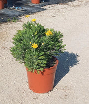 EURYOPS PECTINATUS (MARGHERITA GIALLA) VASO 24