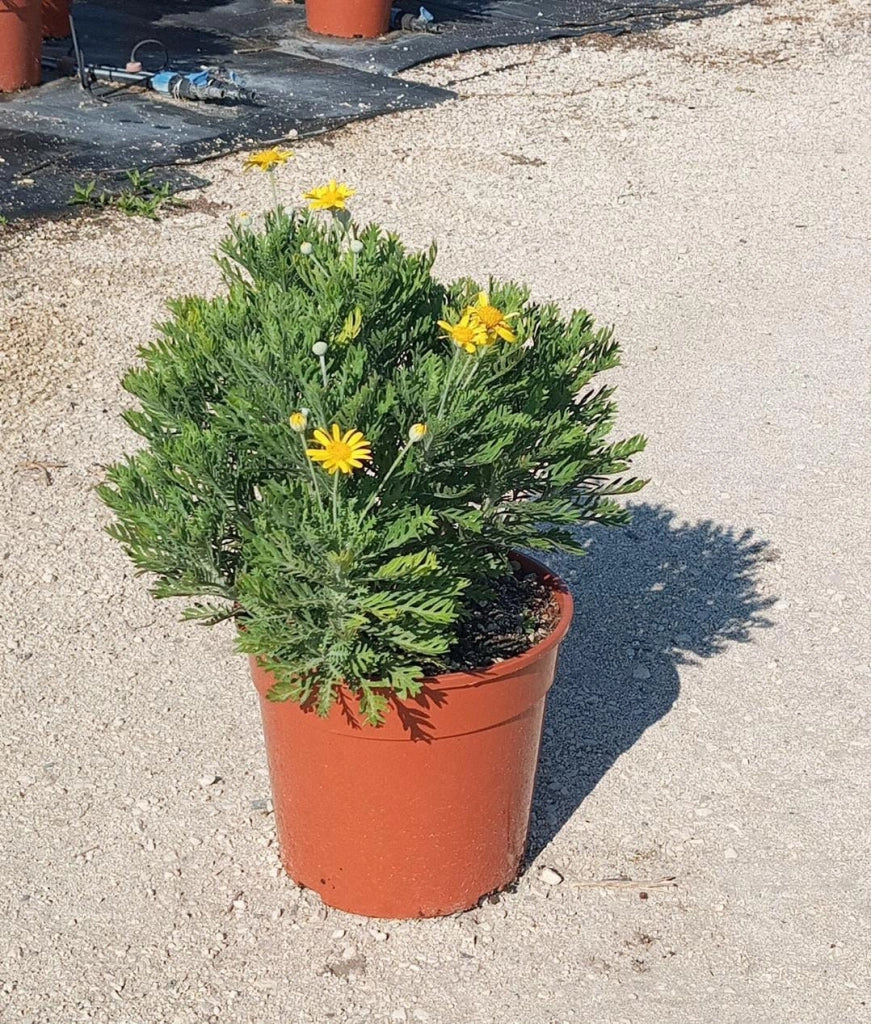 EURYOPS PECTINATUS (MARGHERITA GIALLA) VASO 24