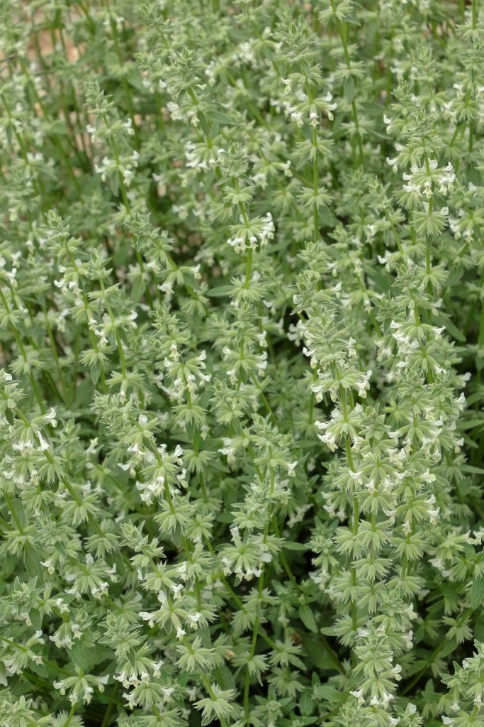 SALVIA ROEMERIANA BIANCO VASO 24