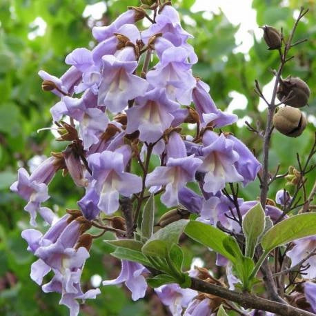 Paulownia tomentosa PAULONIA vaso 16cm H 40 cm foto reali