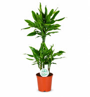 Gardenaria Dracaena fragrans 'Golden coast' - Pianta da interno ornamentale Altezza: 110 cm (vaso 22)