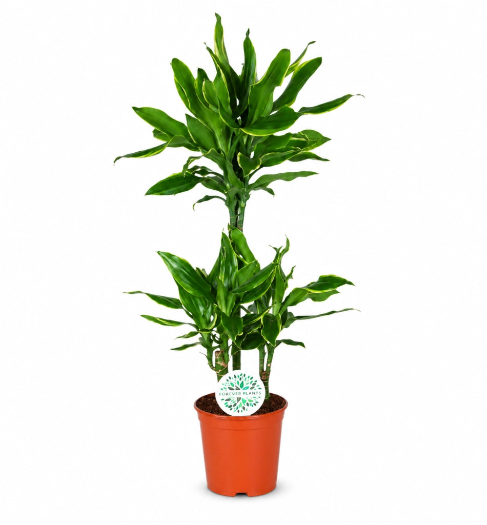 Gardenaria Dracaena fragrans 'Golden coast' - Pianta da interno ornamentale Altezza: 110 cm (vaso 22)