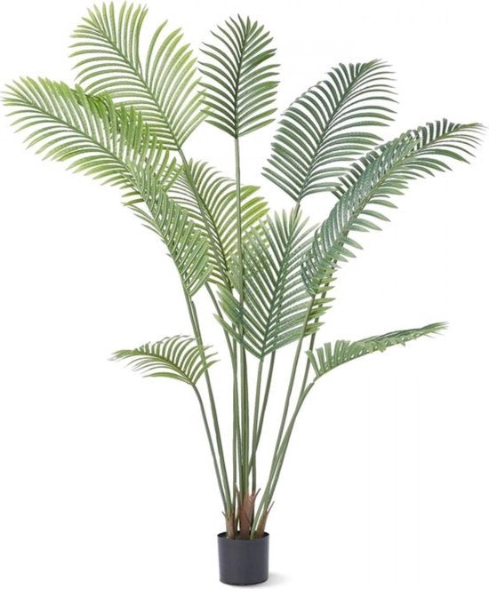 Pianta di Areca - Acquistabile - Senza Odore - 80x80x182CM