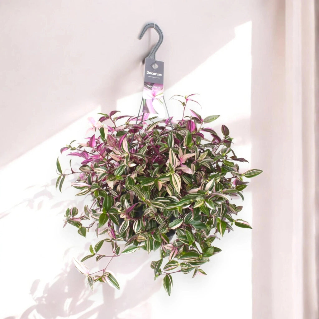 Gardenaria Tradescantia fluminensis 'Quadricolor' - Pianta da interno ornamentale Altezza: 40 cm (vaso 17)