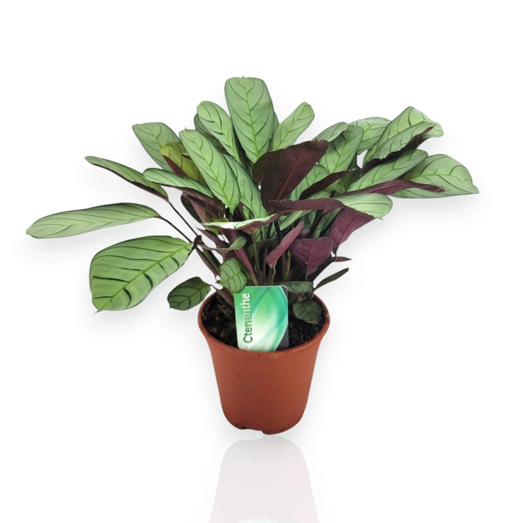 Gardenaria Ctenanthe burle-marxii - Pianta da interno ornamentale Altezza: 45 cm (vaso 14)