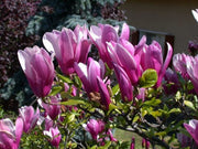 Pianta di Magnolia Soulangeana Susan vaso 18cm foto reali H 80cm