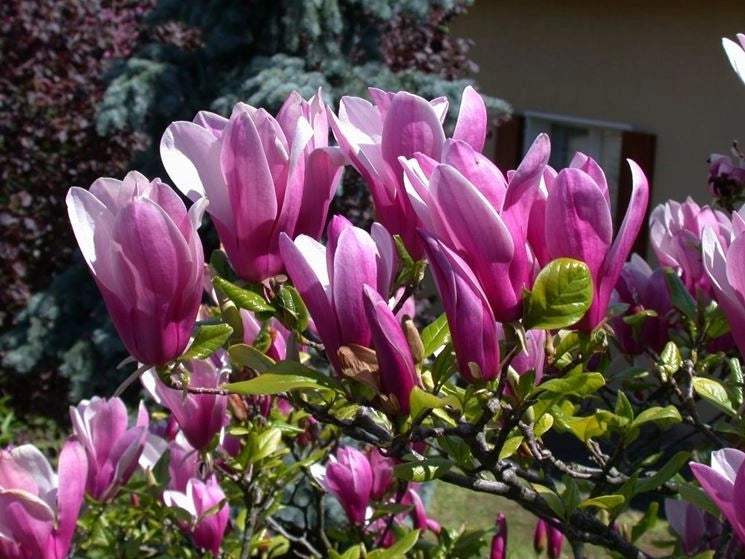Pianta di Magnolia Soulangeana Susan vaso 18cm foto reali H 80cm