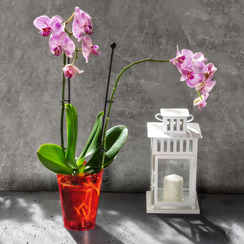 Vaso da fiori KADAX per orchidee, in plastica, rosso, resistente, 12 cm