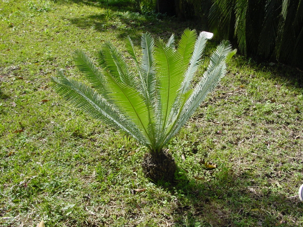Dioon edule – Cicadea sempreverde ornamentale resistente dal fascino preistorico