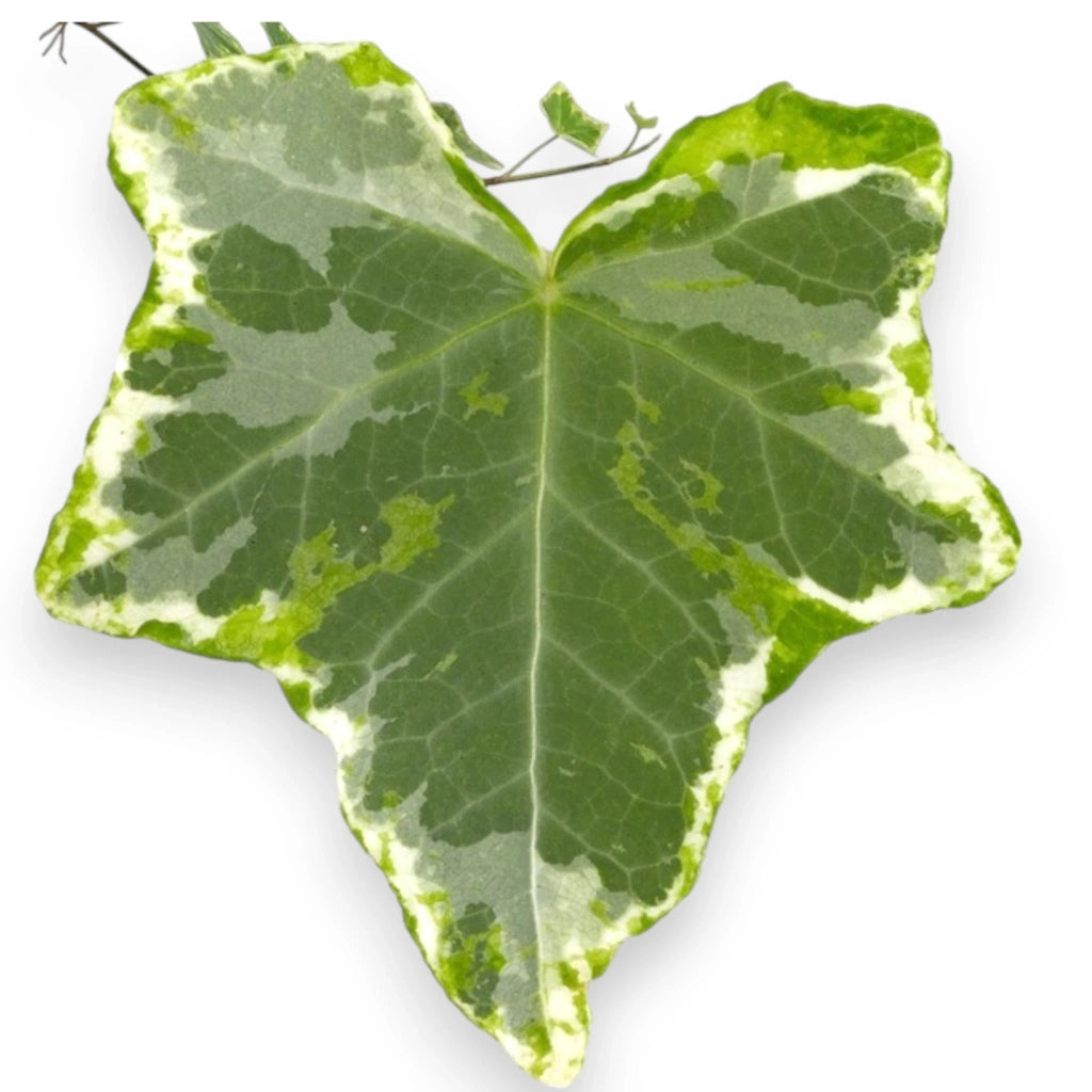Gardenaria Edera - Hedera helix 'Mint Kolibri' - Pianta da interno ornamentale Altezza: 50 cm (vaso 19)