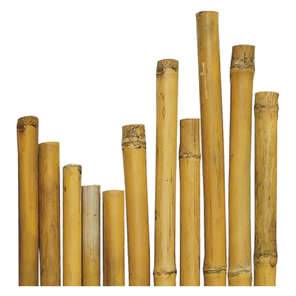 CANNA BAMBU' Ø 22/24 mm. circa - h. mt 2,1- 50 pezzi  - BricoGo