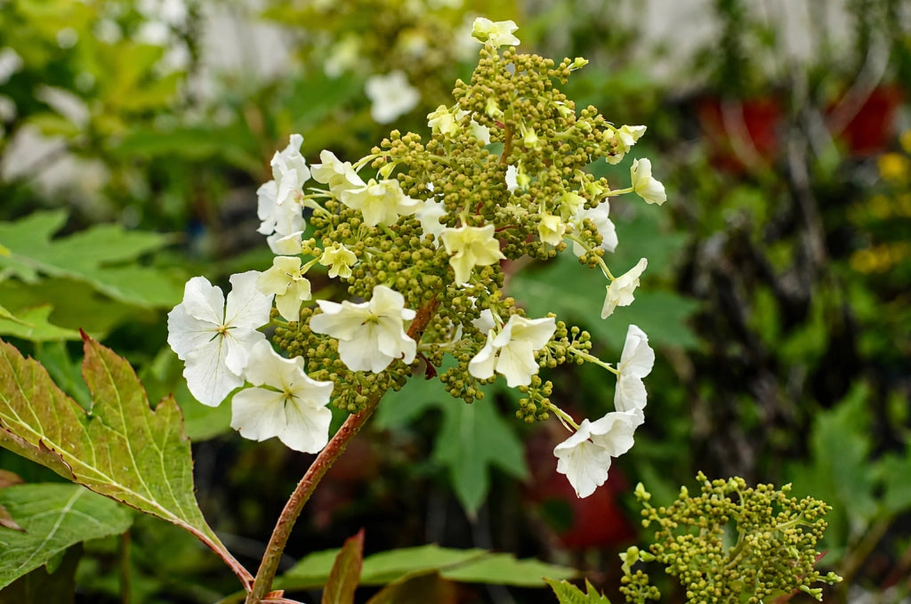 Gardenaria Ortensia - Hydrangea Quercifolia 'Ice Crystal' - Pianta acidofila ornamentale da esterno Altezza: 40/50 cm (vaso19)