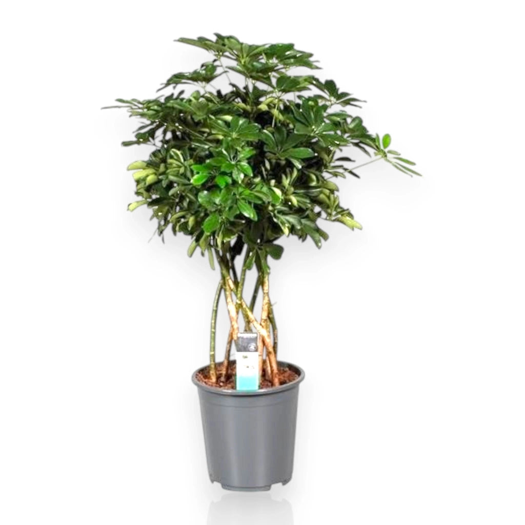 Gardenaria Schefflera arboricola 'Compacta' - Pianta da interno ornamentale Altezza: 120 cm (vaso 27)