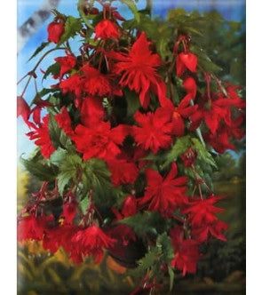 Bulbi di Begonia Rosso Scuro 5/6 – Fioritura intensa e decorativa