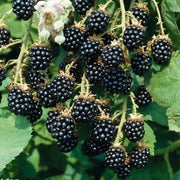 Pianta di Rubus Fruticosa Mora H 100 cm