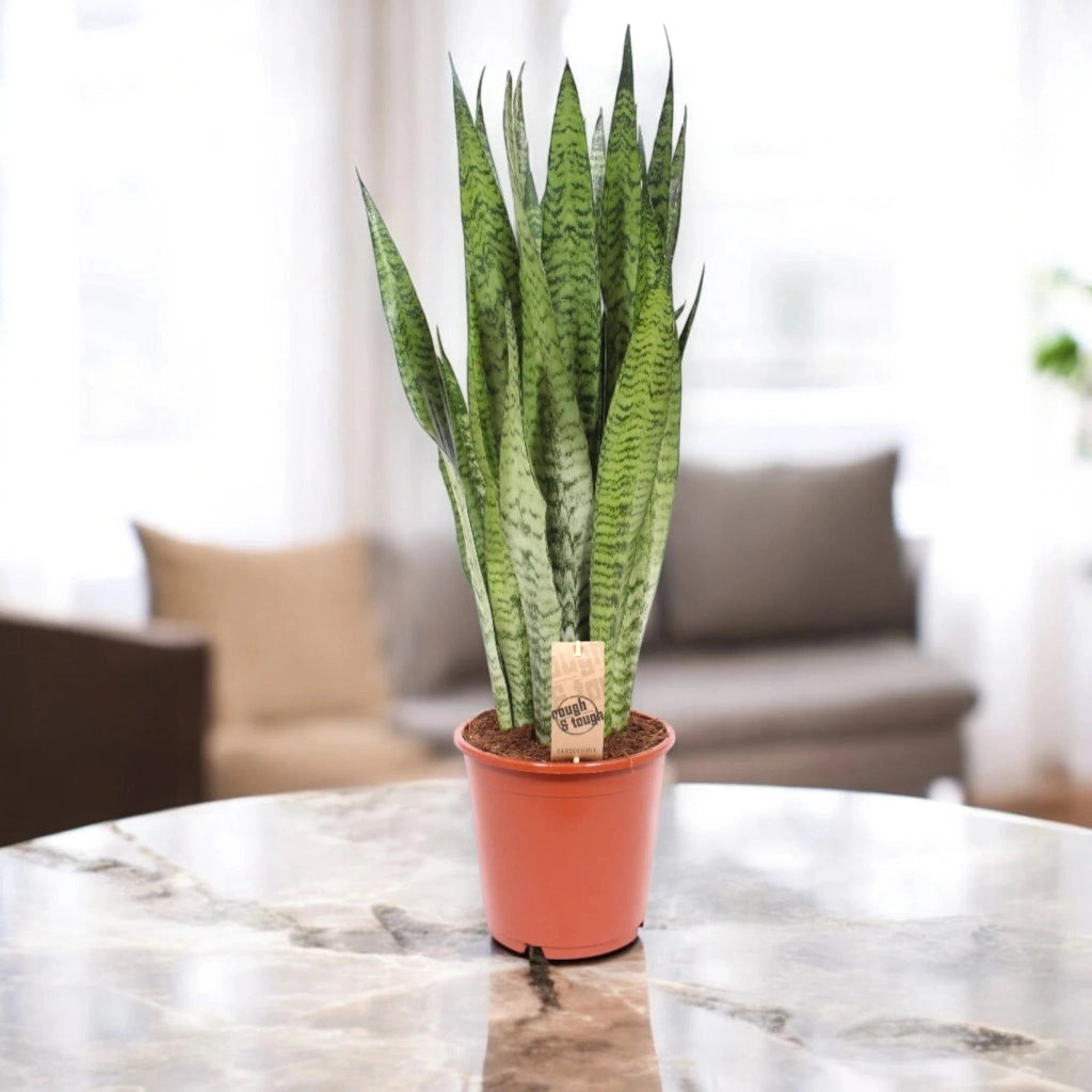 Gardenaria Sansevieria zeylanica - Pianta da interno ornamentale Altezza: 40 cm (vaso 14)