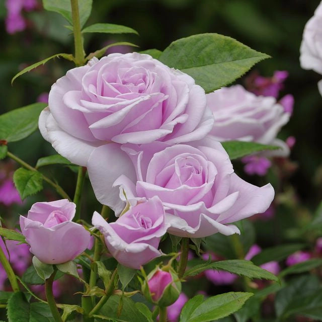 Gardenaria Rosa 'Pacific Blue' - Rosa da giardino Altezza: 40/50 cm (vaso20)
