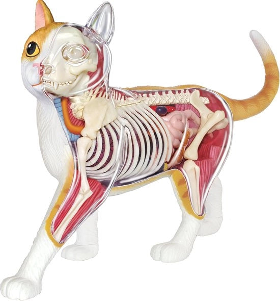 Set di Educazione per l'Anatomia degli Animali - Kit di Scoperta Educativa per Bambini - Gioco per 8 anni e oltre - 28 Pezzi con Manuale e Quiz